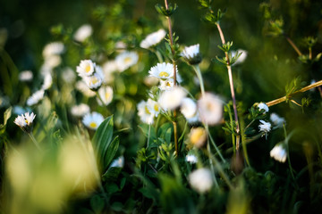 Blooming Daisies in the meadow