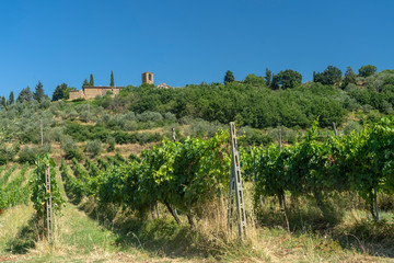 Fototapeta na wymiar Summer landscape in Arezzo province, italy
