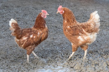 Two brown chickens looking at each other at poultry farm. Rural agriculture scene with free happy hens outdoor. Ecological animal farming and self sufficiency by sustainable fowl livestock