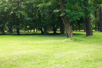 Summer Park Background