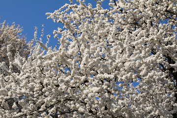 Mirabelle plum in the spring is often showered with a million white flowers.