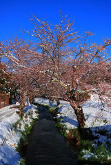 April snowfall cherry blossoms tree from Awara River in Oshino Hakkai Japan 04/14/2020