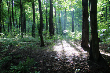 Obraz premium Beautiful summer forest landscape in the morning sun rays. Sunrise in the forest. Morning walk in the woods. Hd summer forest wallpapers for desktop.