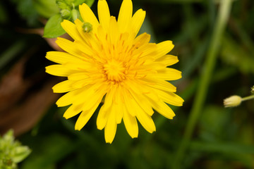 dandelion