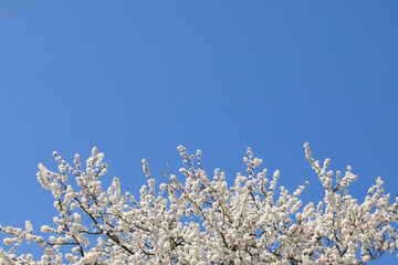 Mirabelle plum in the spring is often showered with a million white flowers.