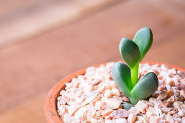 Portulacaria Afra : cactus a kind of succulent in plastic pot on white background