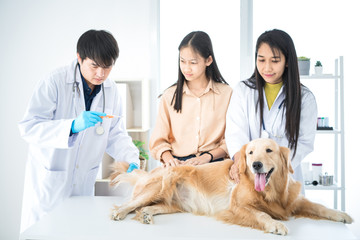 Veterinary concept. Veterinarian examining dog's heartbeat. Dog owners take pets, check the body with a veterinarian. Measure fever with a thermometer.