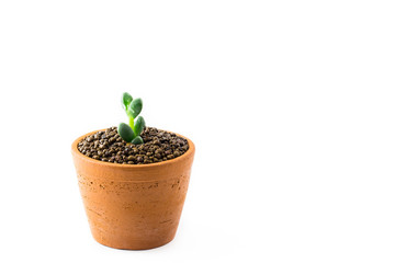 Portulacaria Afra : cactus a kind of succulent in plastic pot on white background