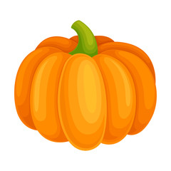 Orange Pumpkin Vegetable Isolated on White Background Vector Illustration