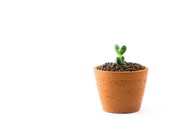 Portulacaria Afra : cactus a kind of succulent in plastic pot on white background