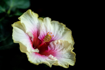 flower of indoor hibiscus variety 