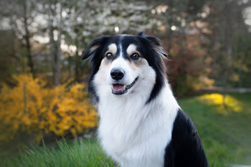 dog, dog kennel, purebred dog, smile, pet, pet, domestic animal, black, white, purebred dog, mongrel, joy, portrait