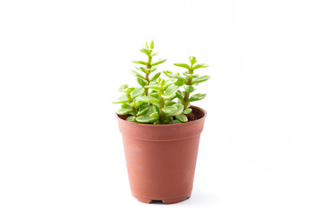 Portulacaria Afra : cactus a kind of succulent in plastic pot on white background