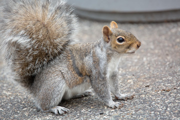 squirrel looking away