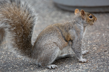 squirrel