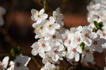 To a large extent, the mirabelle plum blossom during the spring blossom.