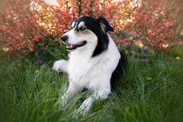 dog, dog kennel, purebred dog, smile, pet, pet, domestic animal, black, white, purebred dog, mongrel, joy, portrait