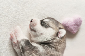 Newborn Siberian Husky puppy age of 1 days. Husky Dog Breeding. Concept of veterinary medicine, zoo clinic, veterinary clinic. Dog puppies sleep. Zoo hotel. Animal hotel. Goods for pets