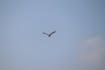 Painted Stork in flight