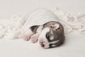 Newborn Siberian Husky puppy age of 1 days. Husky Dog Breeding. Concept of veterinary medicine, zoo clinic, veterinary clinic. Dog puppies sleep. Zoo hotel. Animal hotel. Goods for pets