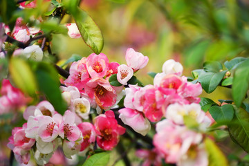Naklejka na ściany i meble White-pink flowers of Japanese quince in the garden. Spring flowering. 