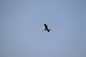 young Painted Stork in flight