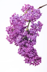 Purple lilac branch on white. Bunch of fresh blooming Violet lilac flowers isolated on white background. Studio shot