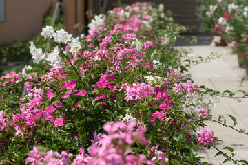 blumenblüte