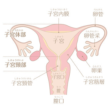 34 Best 卵管采 Images Stock Photos Vectors Adobe Stock 34 Best 卵管采 Images Stock Photos Vectors Adobe Stock