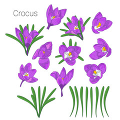 Hand drawn mauve crocus flowers clipart. Floral design element. Isolated on white background. Vector illustration