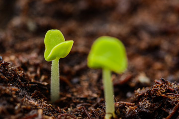 Two green basil sprouts shortly after sprouting from the ground