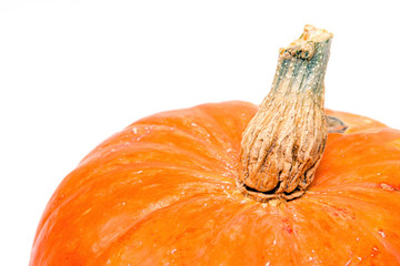 Close-up of pumpkin tail on white background, selective focus, copy space