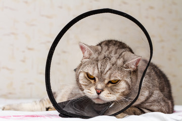Gray shorthair scottish cat in cone collar. Angry and dissatisfied striped british cat looking at the camera.
