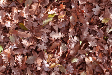 Fallen foliage lies on the ground with a dense carpet. 