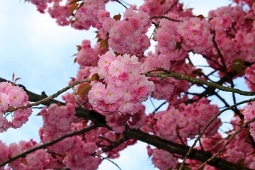 Blume