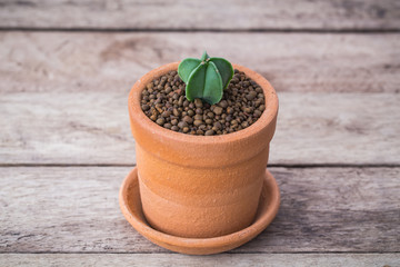 Vintage soft light tone of shaped cactus with long thorns on clay pots wood background.