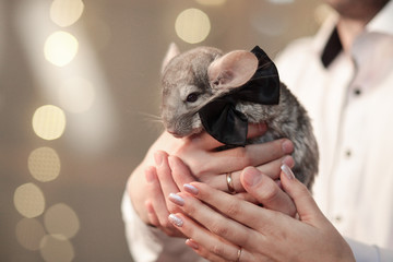 grey chinchilla with a butterfly on his hands