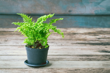 Vintage tone of Ferns are growing in black pots on wooden background. 