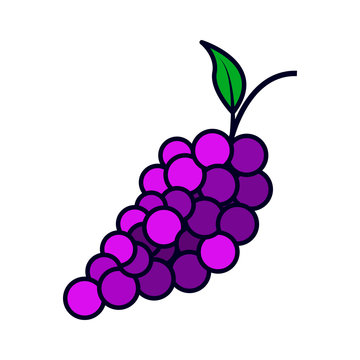 Illustration of fruit Grape