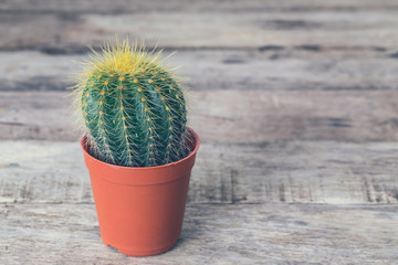 Vintage soft light tone of shaped cactus with long thorns on clay pots wood background.