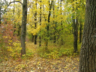 Fototapeta premium autumn leaves in the park