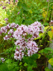 Bunch of fresh Oregano twigs with pink flowers on old wooden desk.  Pink flowers bouquet of Origanum Vulgare. Rustic, flowers, herbs, macro, blurred floral blossom background.