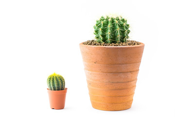 cactus in clay pots on a white background.