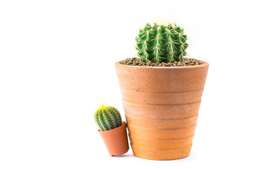 cactus in clay pots on a white background.