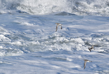 Grey Plovers flying out to sea at Constantine Bay, Cornwall, UK