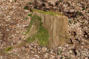 Abgesägter Baumstumpf , Wald, Waldboden, Deutschland, Europa
