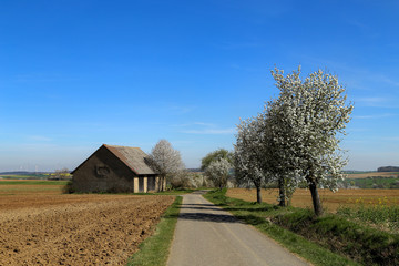 Fototapeta na wymiar Spring landscape with flowering apple trees by the road
