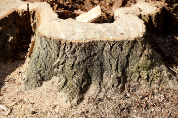 Abgesägter Baumstumpf , Wald, Waldboden, Deutschland, Europa