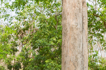 Teak tree in the forest