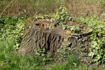 Abgesägter Baumstumpf , Wald, Waldboden, Deutschland, Europa